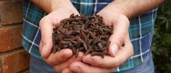 Los insectos comestibles pueden ayudar