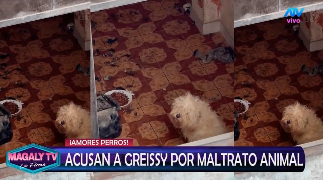 Greissy Ortega enfrenta acusaciones de presunto maltrato animal: vecinos difunden videos y audios. Captura: Magaly TV La Firme.