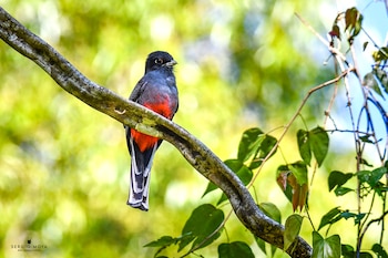 Pájaro de vientre rojo y plumaje oscuro posado en la rama de un árbol frente a hojas y un fondo verde desenfocado