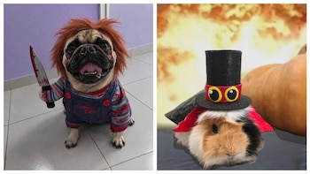concurso disfraces mascotas