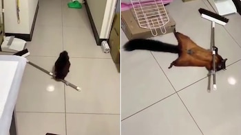 Una ardilla se volvió viral al fingir su propia muerte con uan escoba. (Twitter)