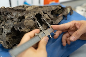 El descubrimiento de tres nuevas