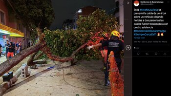 Caída de árbol en ciudadela