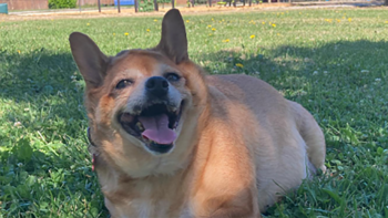 Sweet Tomato pesaba casi 14