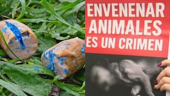 Alerta por envenenamiento de animales
