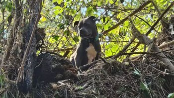 Rescate heroico: una perra es