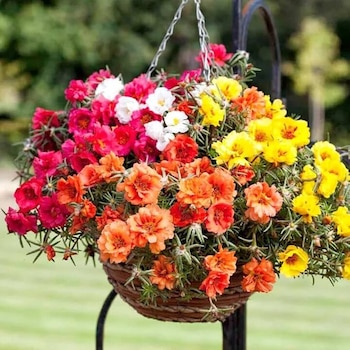 Ideal para balcones al sol, la portulaca llena de flores vistosas y resistentes sin cuidados diarios