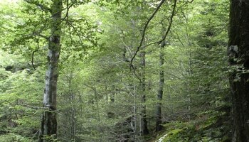 11/12/2020 El CO2 actúa como