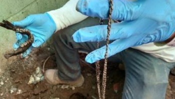 Restos humanos de un presunto