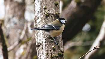 El herrerillo común se beneficia
