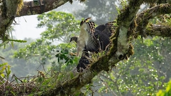 Entre protección e invasión: identifican que los drones alteran cada vez más a las águilas neotropicales