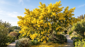 Un árbol grande con abundante floración amarilla en un jardín con senderos de piedra y vegetación bajo un cielo azul.