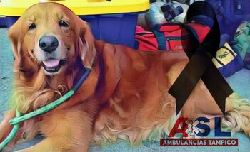 Alondra, una perrita rescatista falleció