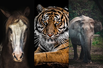 Este es el animal que