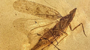 Descubrieron un insecto que vivió junto a los dinosaurios: quedó atrapado en ámbar hace 99 millones de años