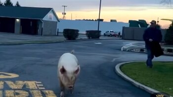 El cerdo escapando de la