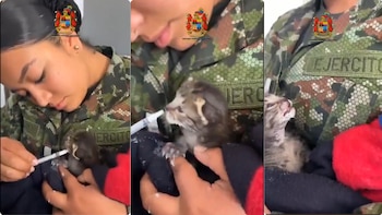 La mujer alimentó al gato