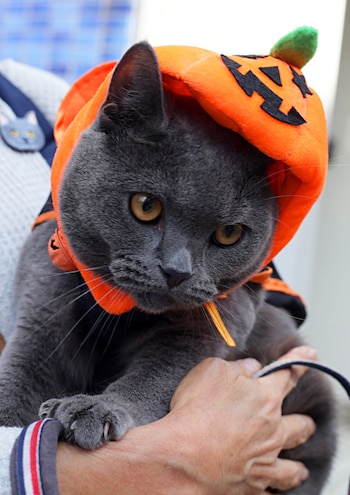 Un felino vestido de calabaza
