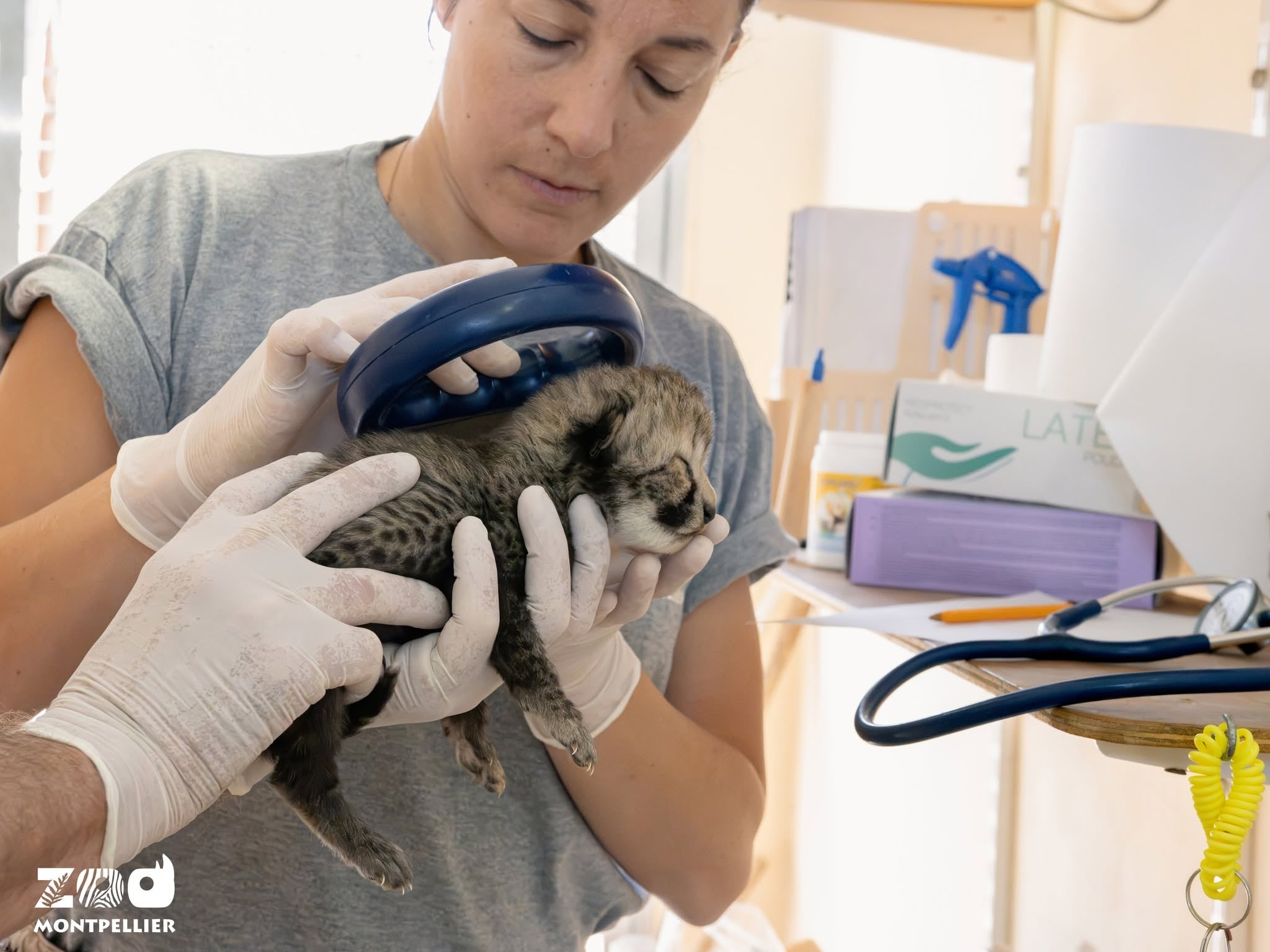 Nacen cuatro hembras de guepardo en un zoo de Francia: una nueva esperanza para una especie “vulnerable”