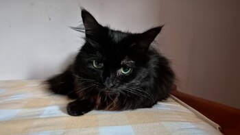 Mojo desapareció de su hogar