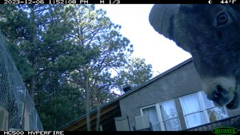 El borrego se "despidió" del