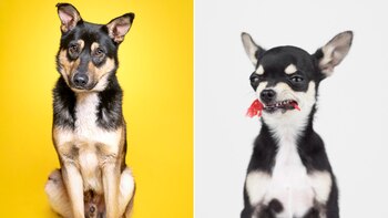 Perro bueno y perro malo: