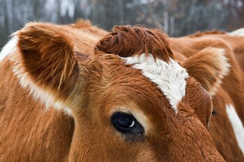 (Heather Ainsworth/The New York Times).