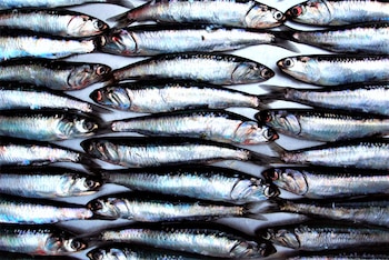 Expertos señalan que la organización