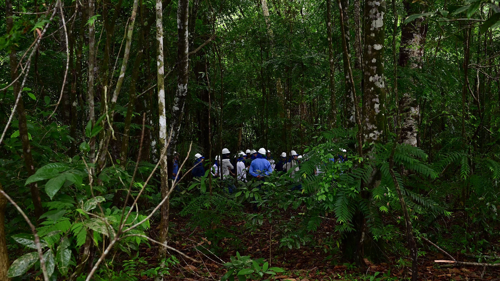 Mientras Argentina define cómo ordenar su mercado, otros países latinoamericanos ya avanzaron en la construcción de marcos regulatorios para captar inversiones vinculadas con el carbono. Brasil, por ejemplo, avanza con un ambicioso proyecto de forestación en la Amazonia (Photo by Pablo PORCIUNCULA / AFP)
