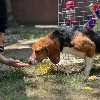 BFP se encarga desde hace