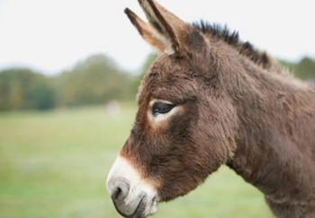 Los argentinos buscan cambiar la