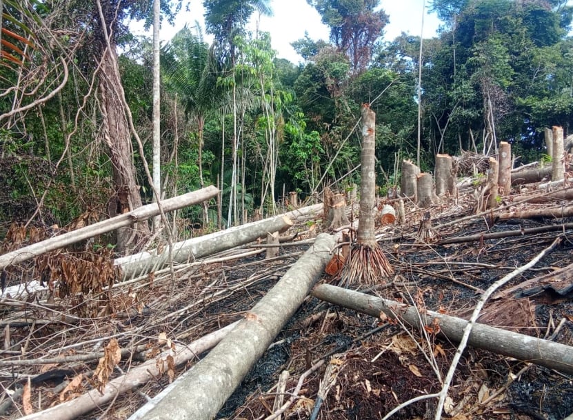 Las comunidades enfrentan invasiones de tierras, expansión agrícola y ganadera, criminalidad y los efectos del cambio climático mientras mantienen territorios con importantes extensiones de bosque. Cortesía