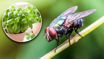 Esta es la planta que