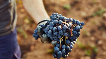 Es considerada una fruta ideal