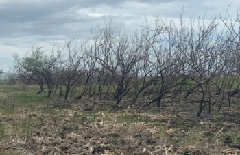 El incendio en el Parque Nacional Palo Verde arrasó 3.617 hectáreas de humedal y siete de bosque en Costa Rica. (Foto: CR Hoy)