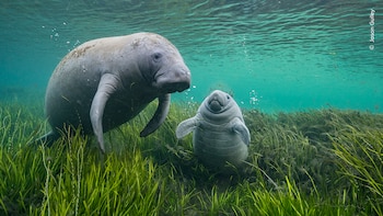 Por sequía en Barrancabermeja, el