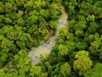 Bosque, biodiversidad