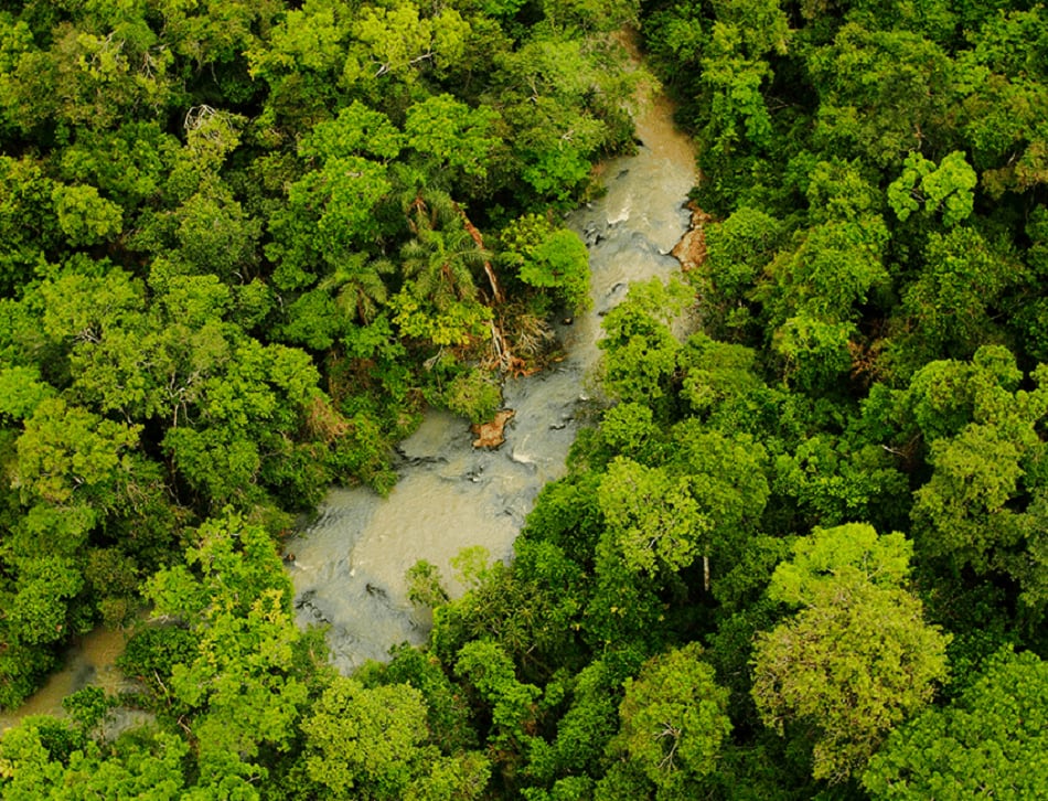 Las plantaciones forestales destinadas a producir madera conviven con bosques nativos, humedales, pastizales y áreas especialmente destinadas a la conservación de biodiversidad (PEFC)
