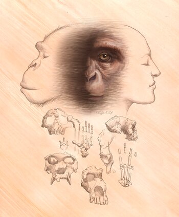 El último antepasado común de