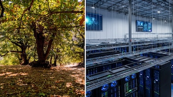 Un centro de datos de IA de USD 20.000 millones puso en la mira a un bosque centenario de castaños