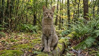 Los gatos se domesticaron a sí mismos hace 9.000 años