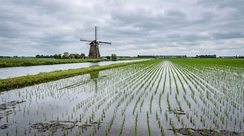 Un campo anegado con hileras de brotes verdes junto a un canal de agua, con un molino de viento tradicional al fondo y un cielo nublado.