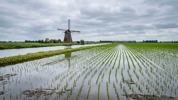 Hito en los Países Bajos: logran por primera vez en 20 años una cosecha de arroz
