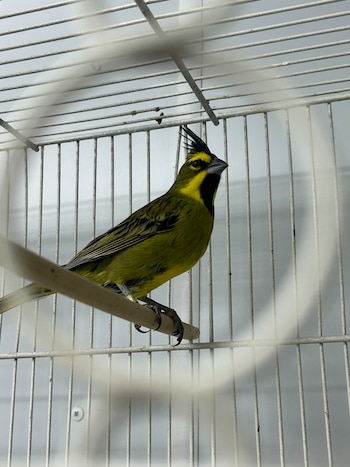 El comercio ilegal y la producción agropecuaria redujeron las poblaciones silvestres de cardenal amarillo en Argentina, Uruguay y Brasil (Fundación Temaikèn)