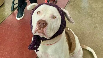 Sacó el boleto dorado: la