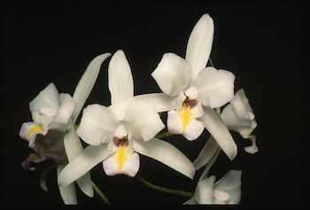 La presencia de la orquídea