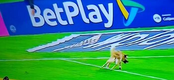 Pasto es sancionado por la