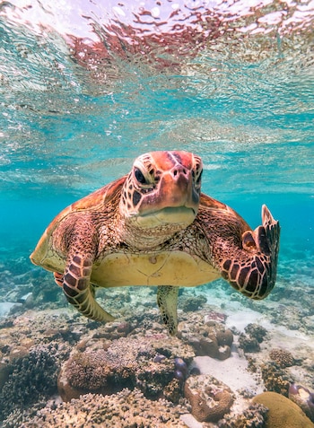 'Terry the Turtle' flipping