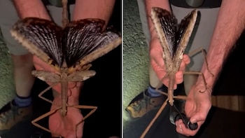 El Acrophylla alta, un insecto