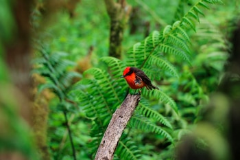 La restauración ecológica en la